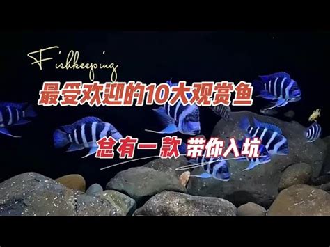 大型觀賞魚圖鑑 藍海凝法官